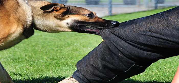 responsabilita-penale-in-caso-di-morso-del-cane.jpg