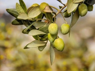 'Edilizia Sostenibile: dai noccioli d’oliva a malte pregiate per costruire '